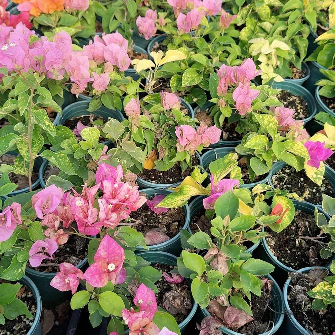 安****完全开放抹茶和火炬碟