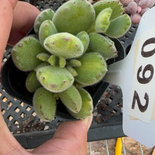 92黄熊多肉一物一拍