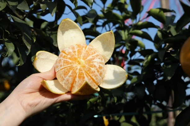 当季现摘【阳光一号】新鲜纯甜无酸多汁