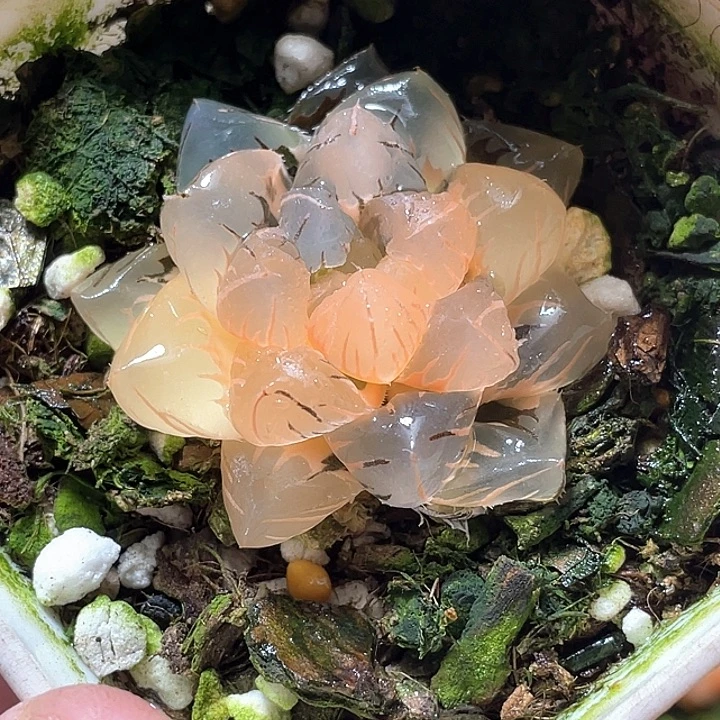 871水中月锦特选福利