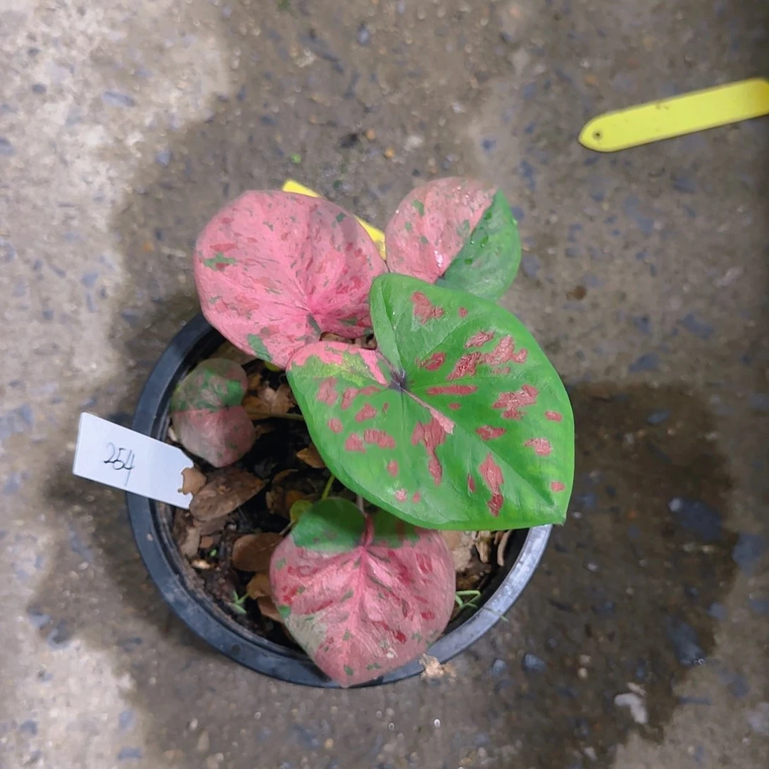 254-0621泰国发货实生