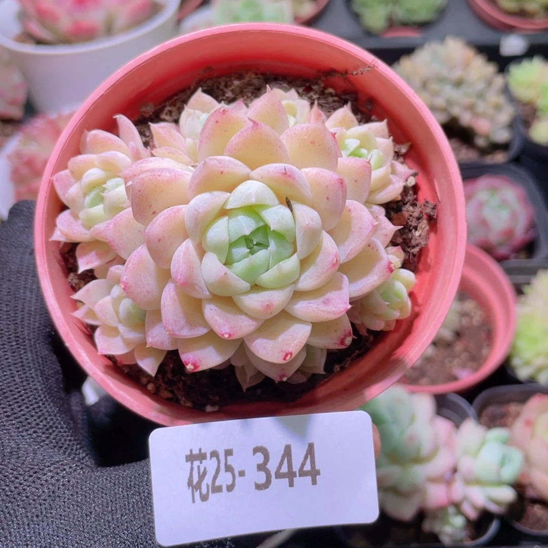 花利美25-344女王玫瑰