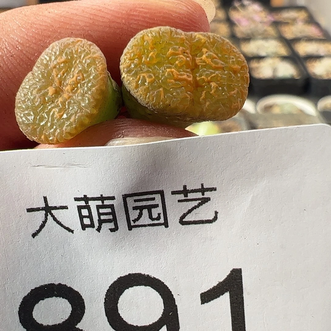一物一拍。        891