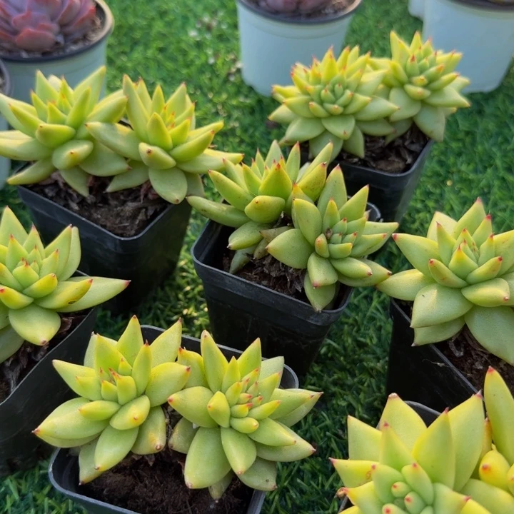 玛丽亚。    两颗。