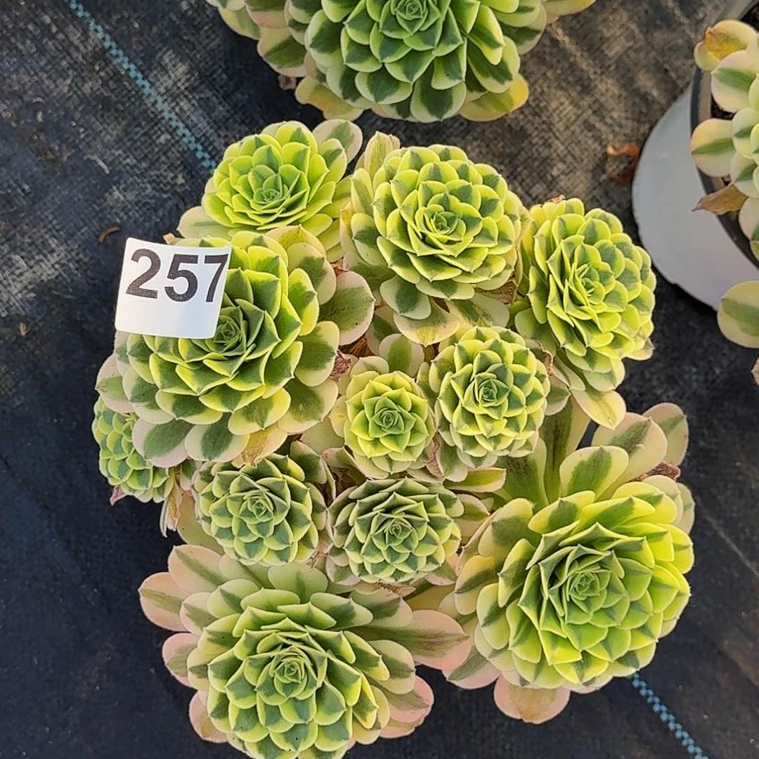 257绿豆沙丛林半木质桩