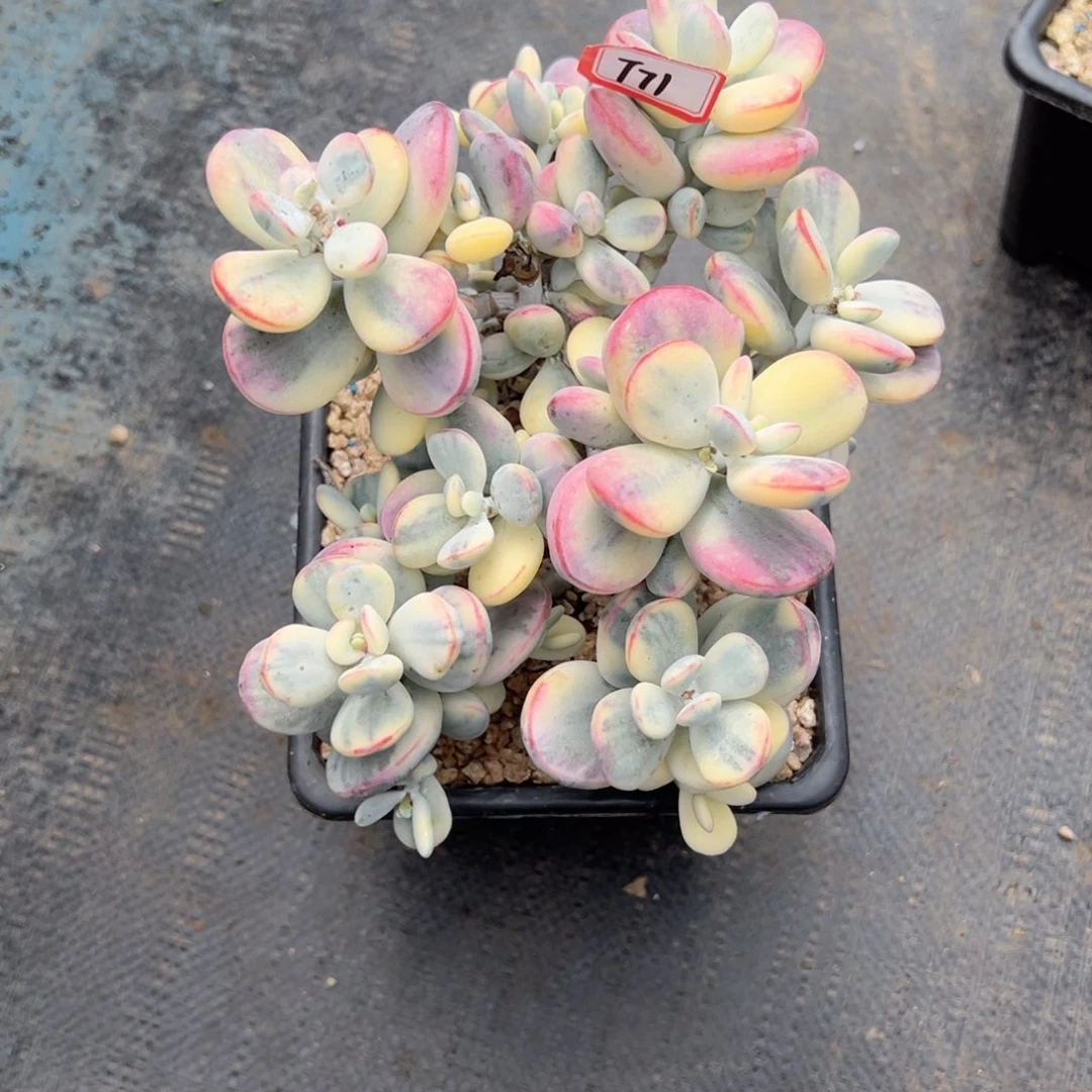 精品多肉植物老桩T71