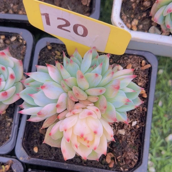 健健康康平平安安