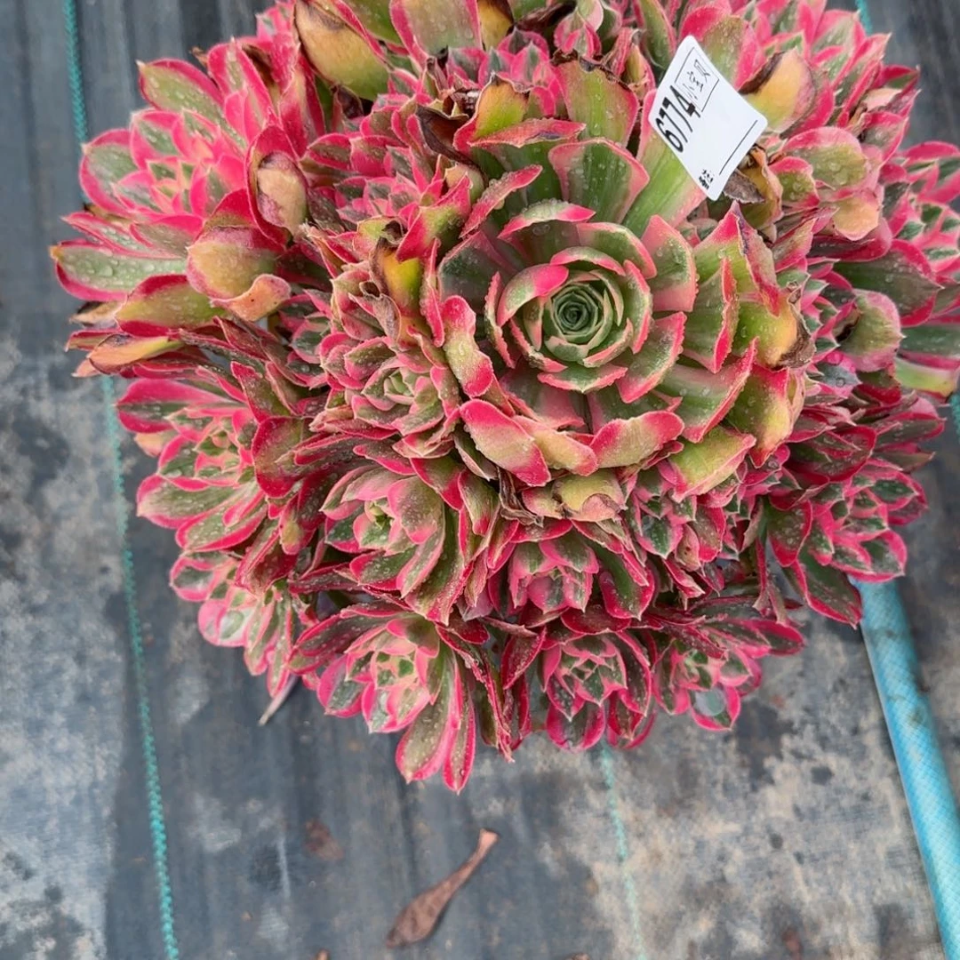 女**烟6774女郎多肉多肉