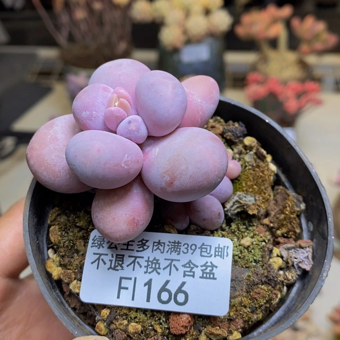 166芭比奶多肉4c m