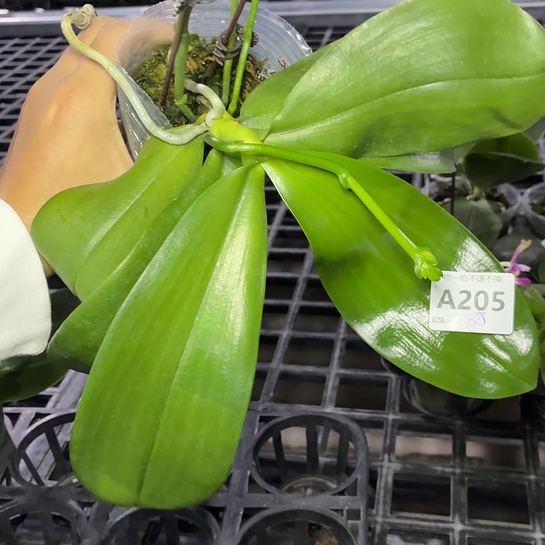 当前无花栽培后可以开花A205弥陀双剑鹰