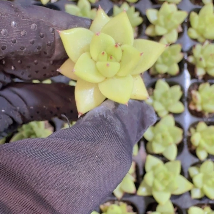 精品玛利亚两颗一组