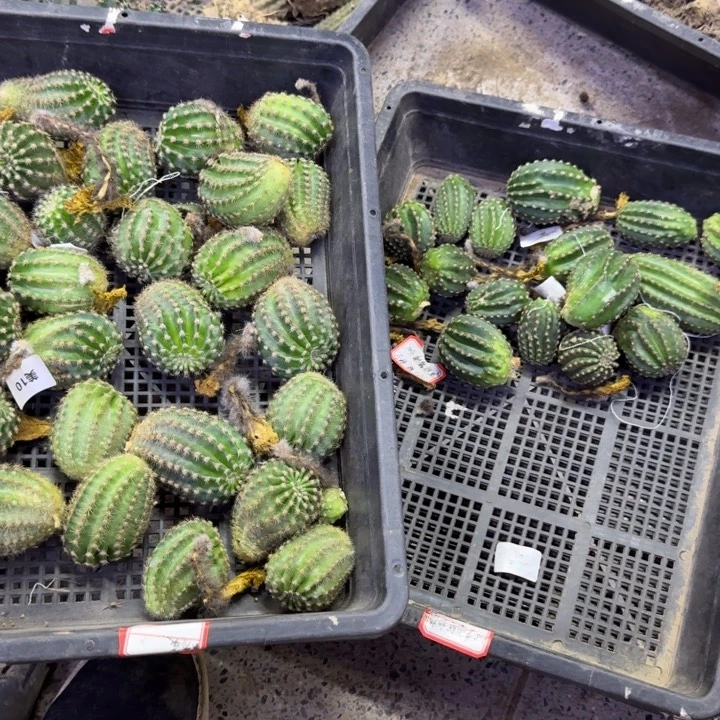 348精灵侧牙，绿粉精灵各一个，侧牙丑，20包邮