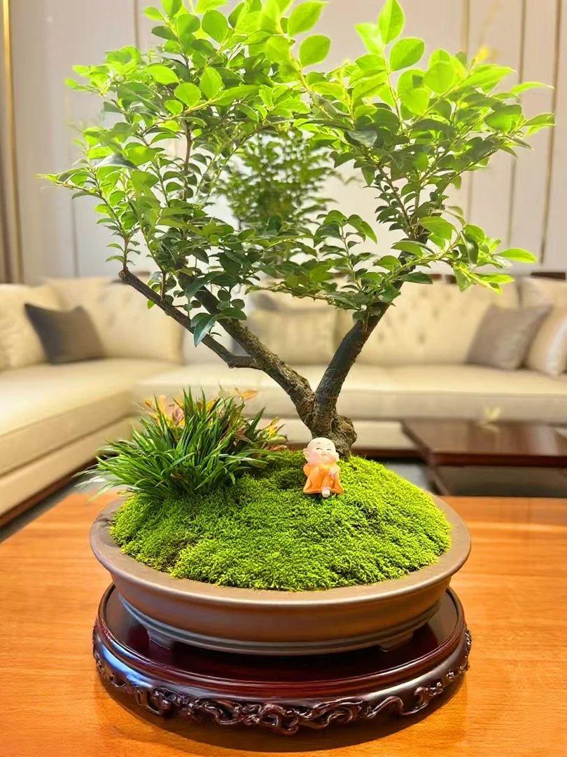 天然吸水石微景观