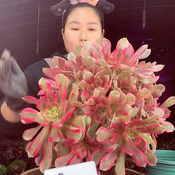 柒柒精品多肉脱土发货不包断侧枝香妃