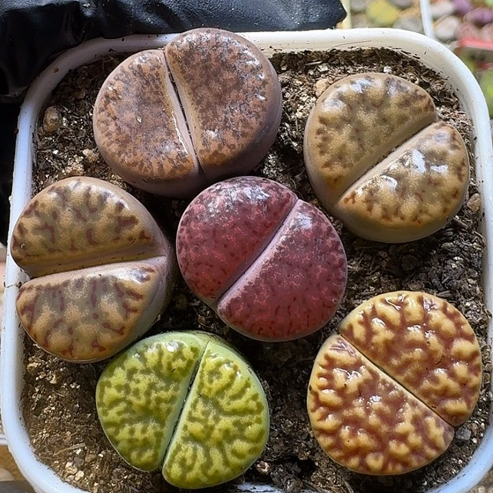 生石花111112。 123