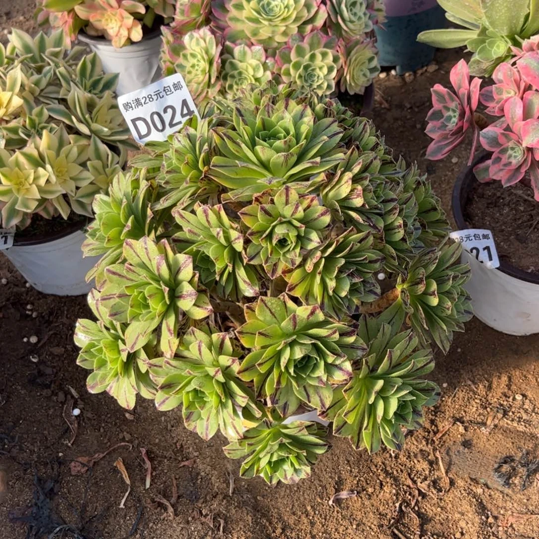 024多肉植物碧火