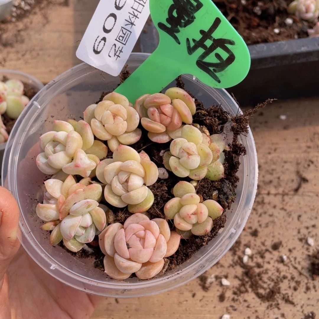 量拍多肉植物多肉植物909