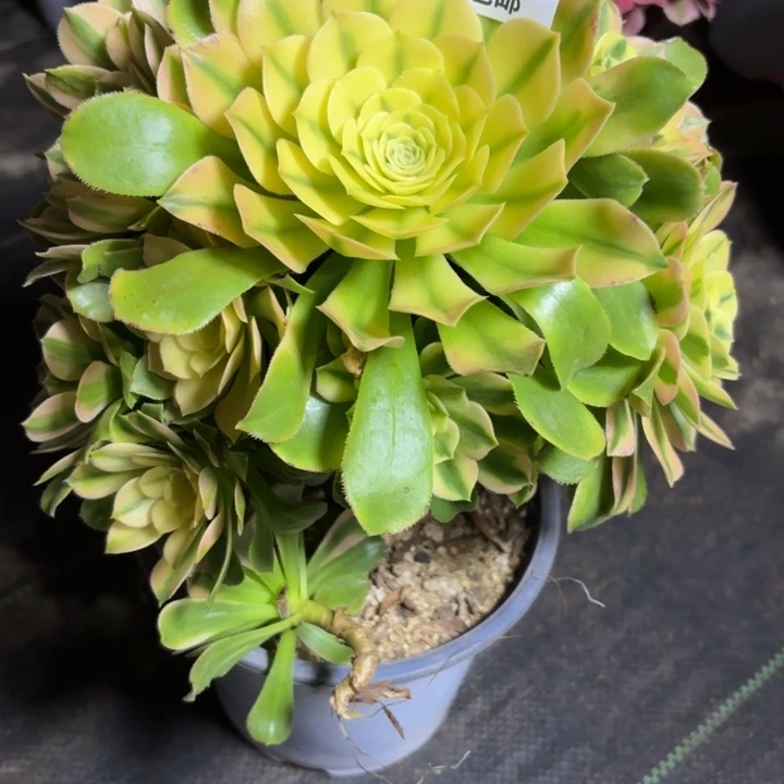 瑞妈一物一拍674