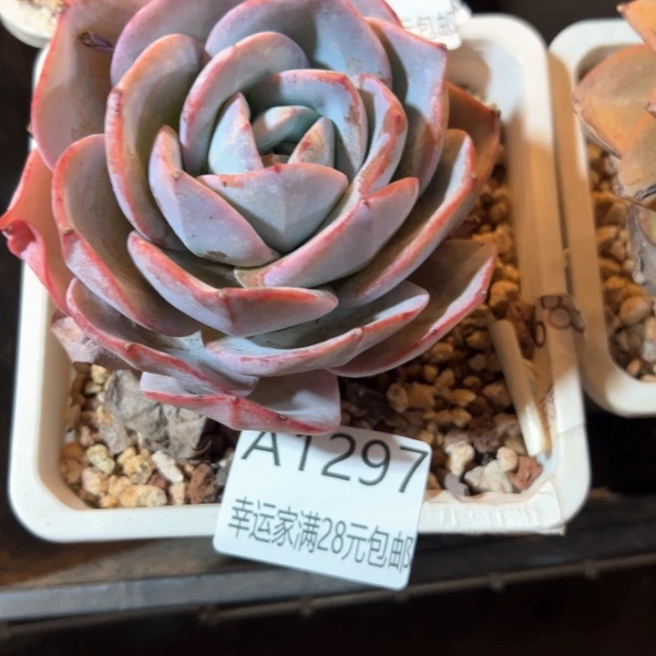 幸运的是我的朋友们