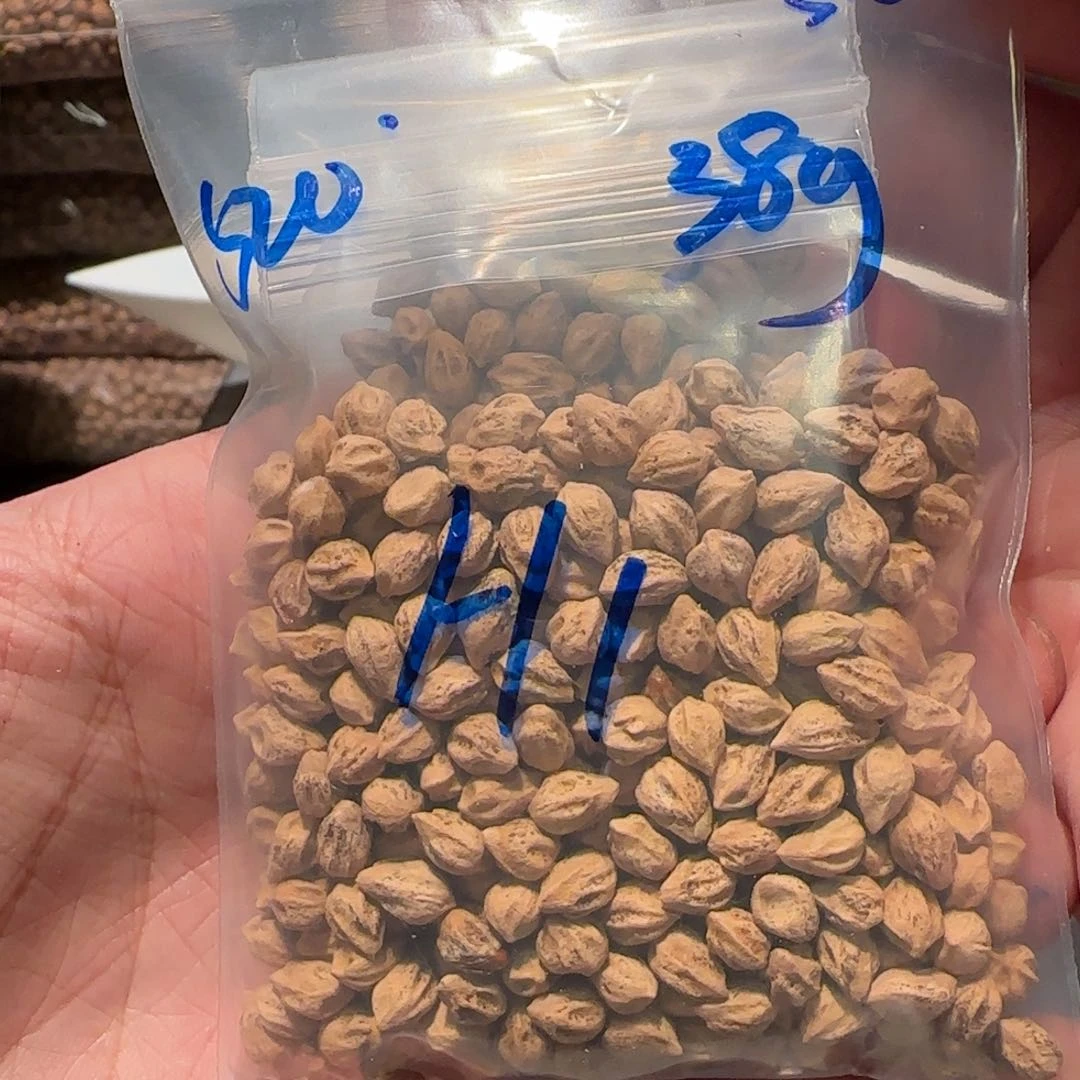 柏香籽/百香籽吊坠H1