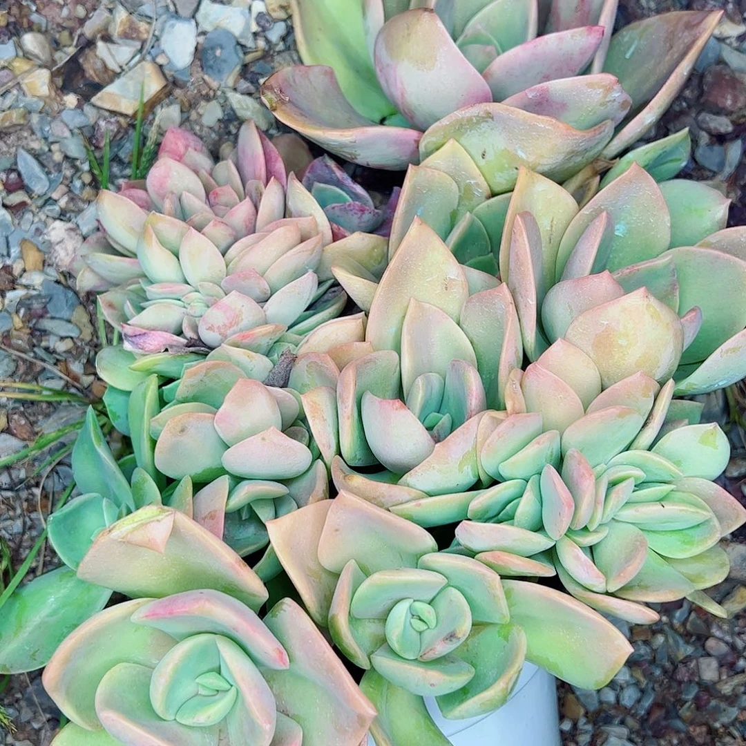 鹤氏缀化，一物一拍