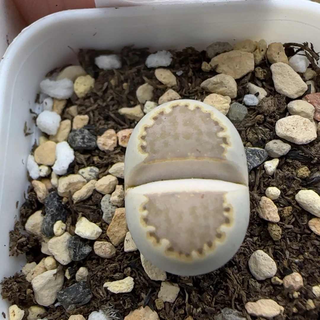 252饼干218体色变异福利