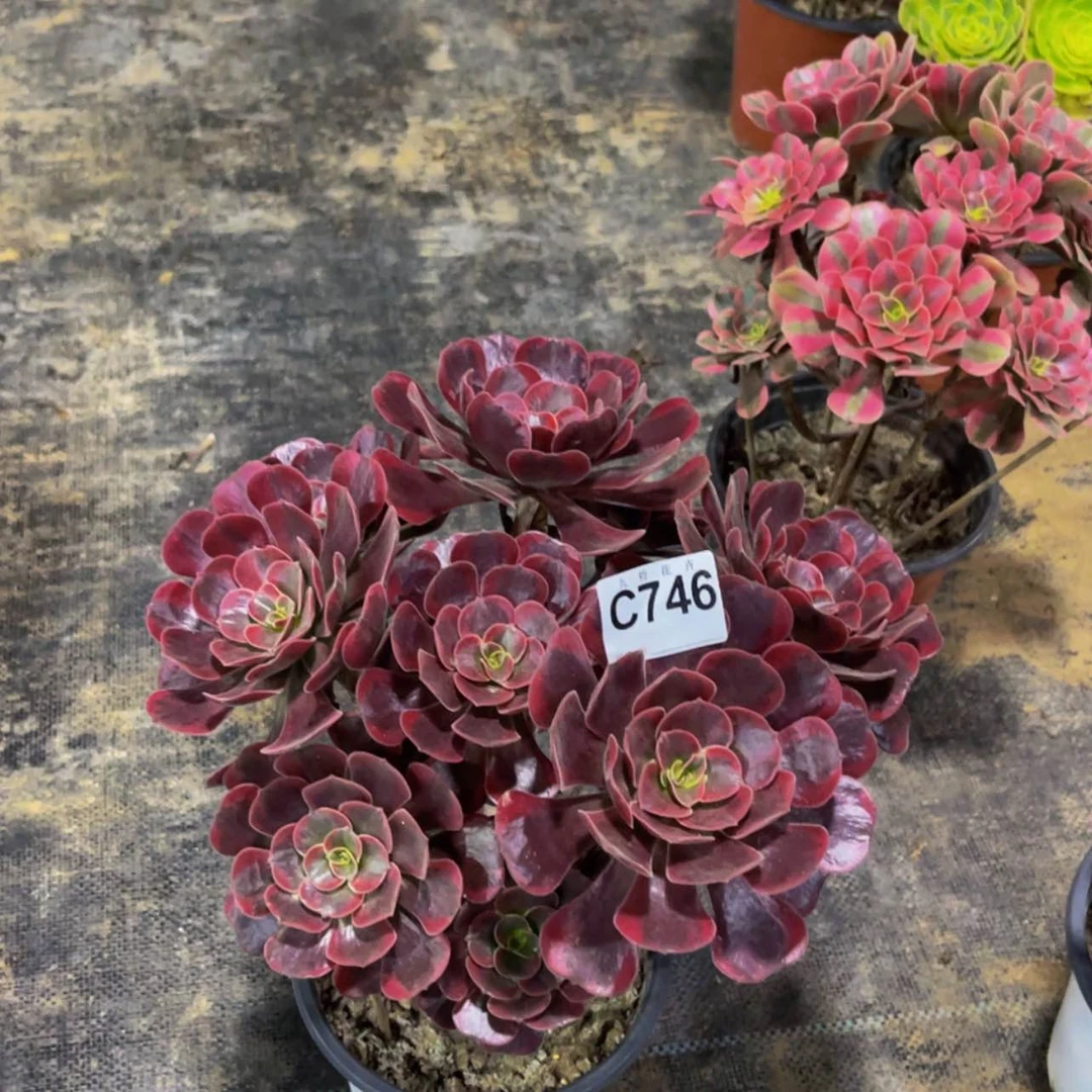 【闪购商品】74600