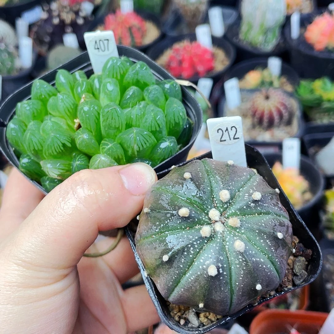 左边赠品非偏远地区满25包邮仙人球