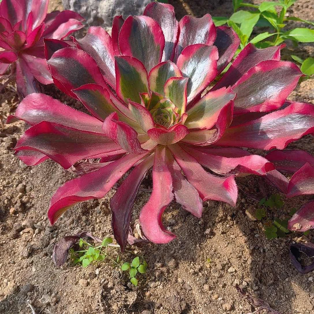 魅影多肉植物单头