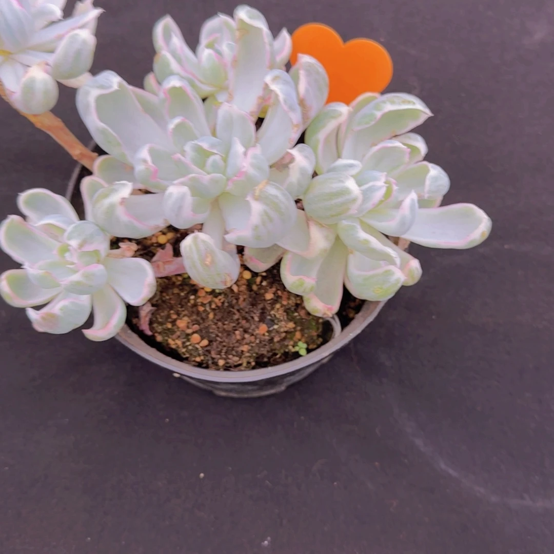 雷***敏586多肉植物一物一拍