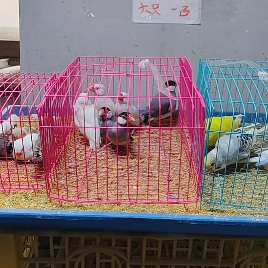 带****文鸟特价文鸟断尾少毛爪子有瑕疵六只