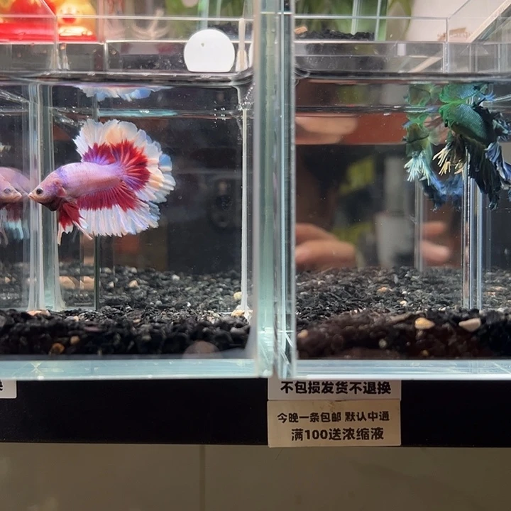 斗鱼竞拍跑单拉黑79日62送132