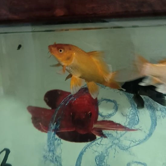 海水鱼红色普身蝴蝶鲤