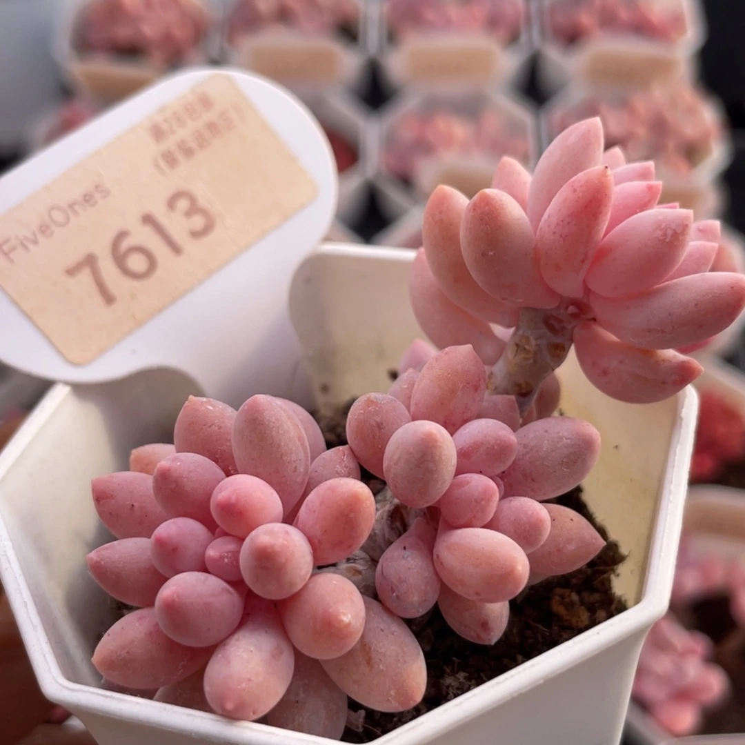 婴儿手指7613-6.5厘米