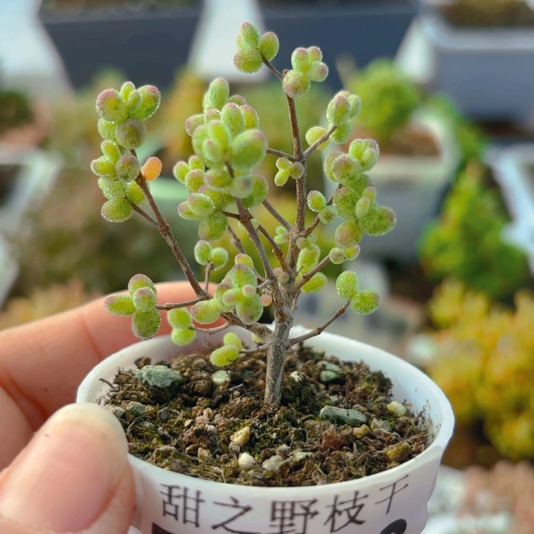 虎斑锦糖球293。