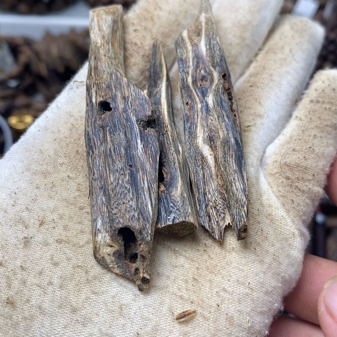 沉香碎屑沉香12.6