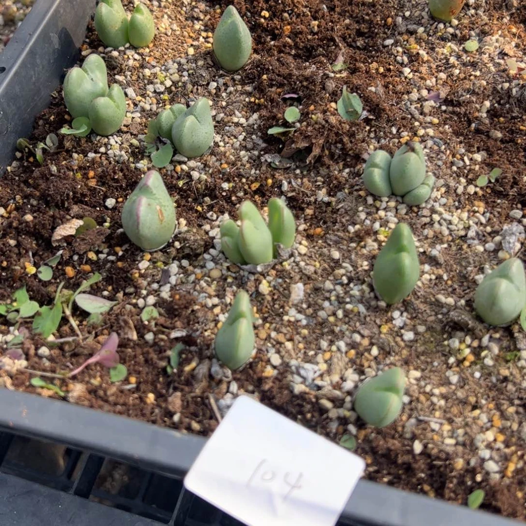 11.21福利多肉植物104