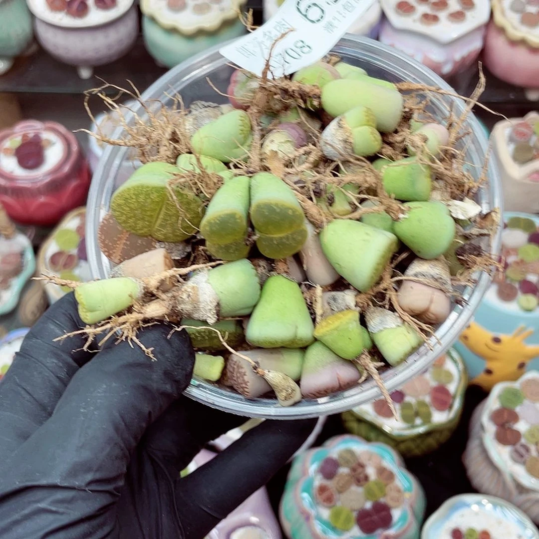 生石花满18包邮0708-63