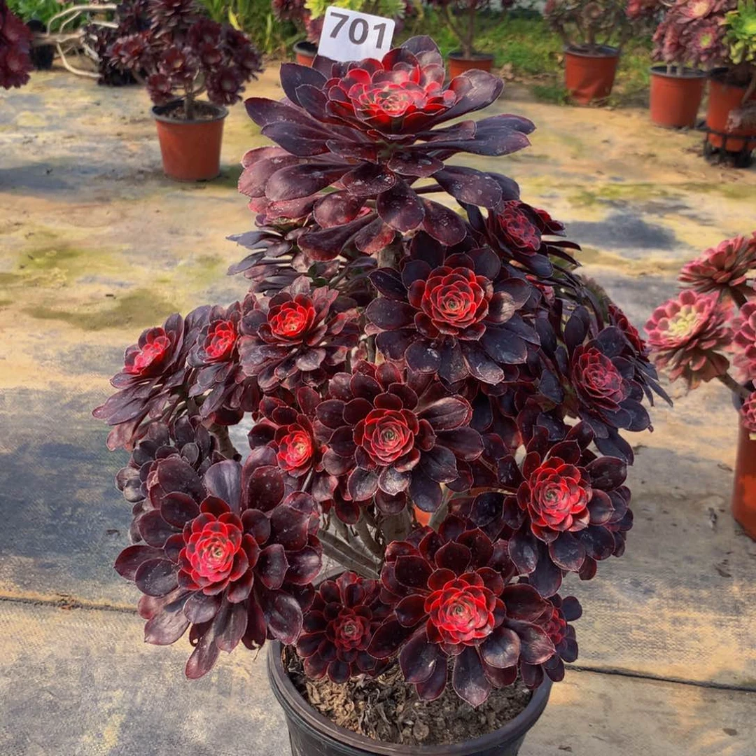 【闪购商品】灡701丽娜