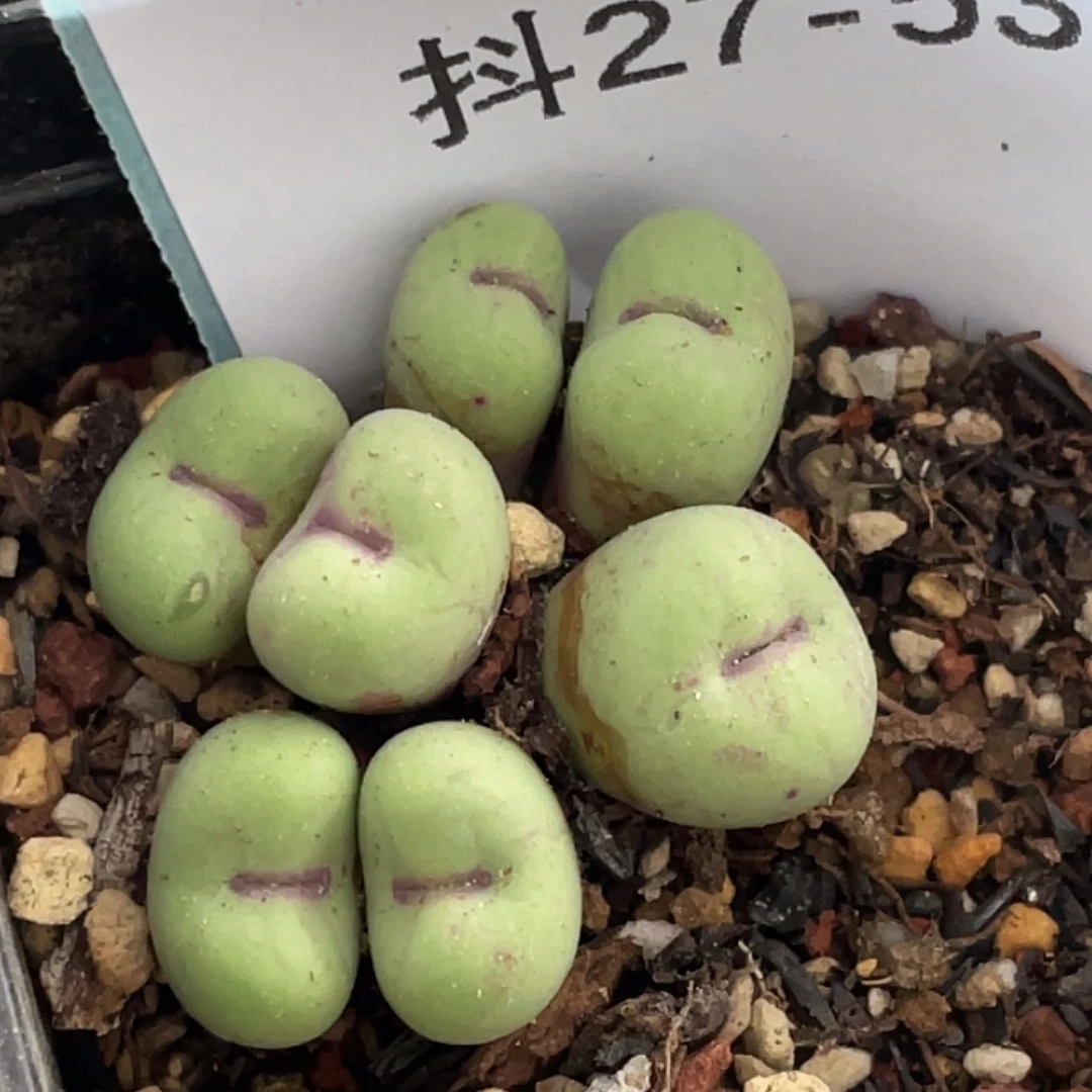27-53嘴多肉植物肉锥