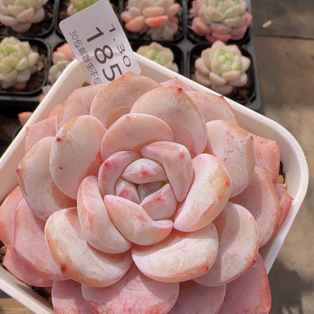 奶茶单头一颗脱土发货