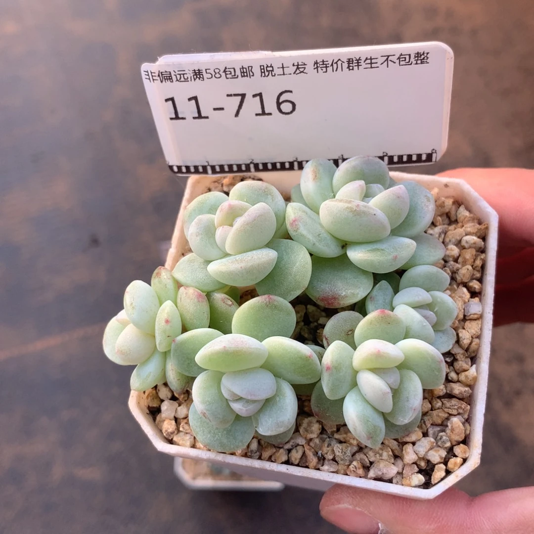 奶油冰玉自然群58包邮不包整