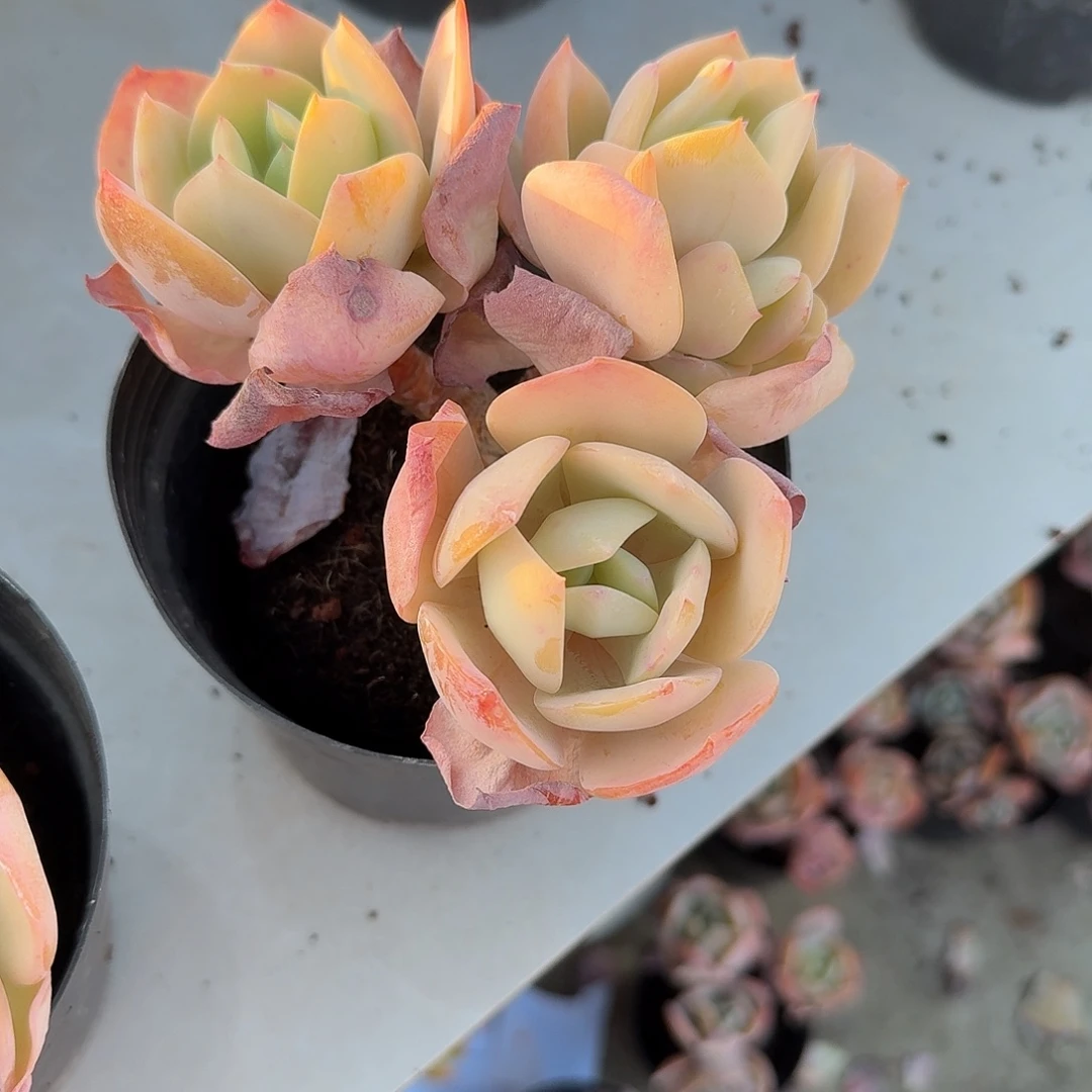 云***轻白凤多肉植物一颗