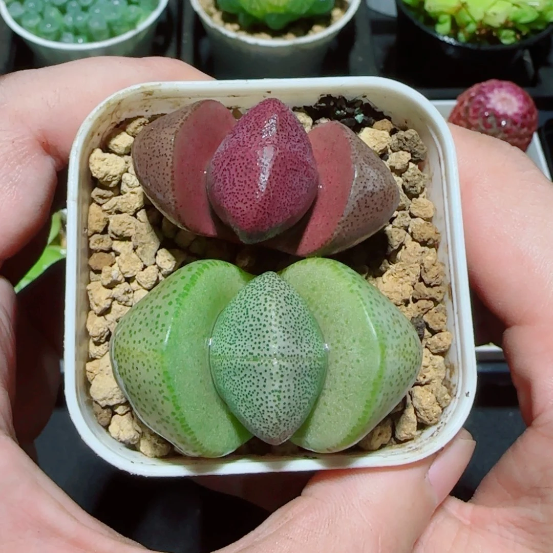 元宝套餐多肉植物