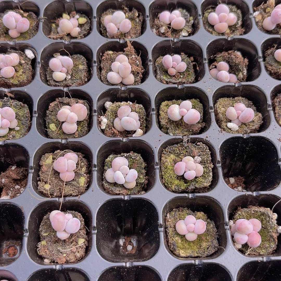 实生奶酪一颗量拍