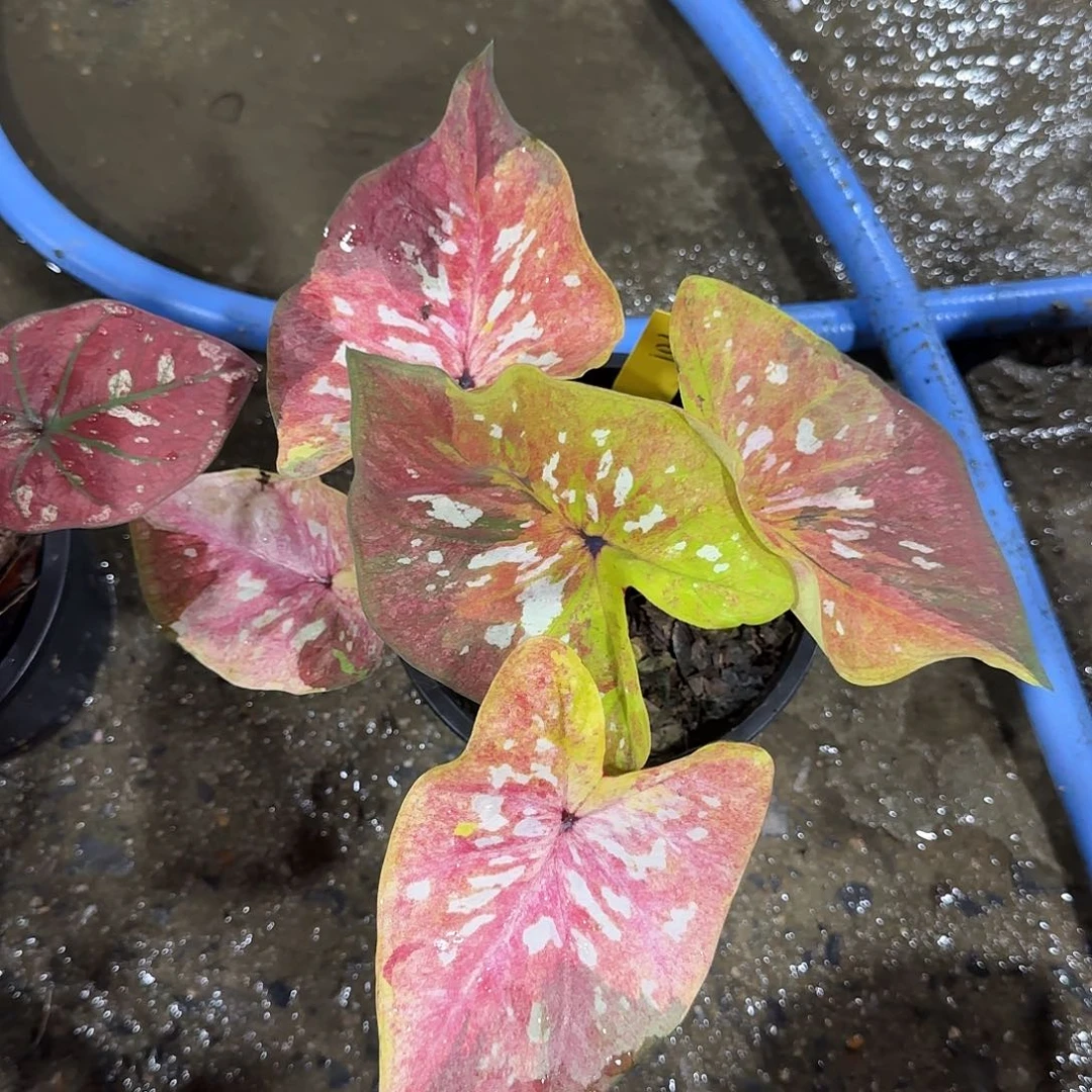 h401-0526泰国发货变形金刚