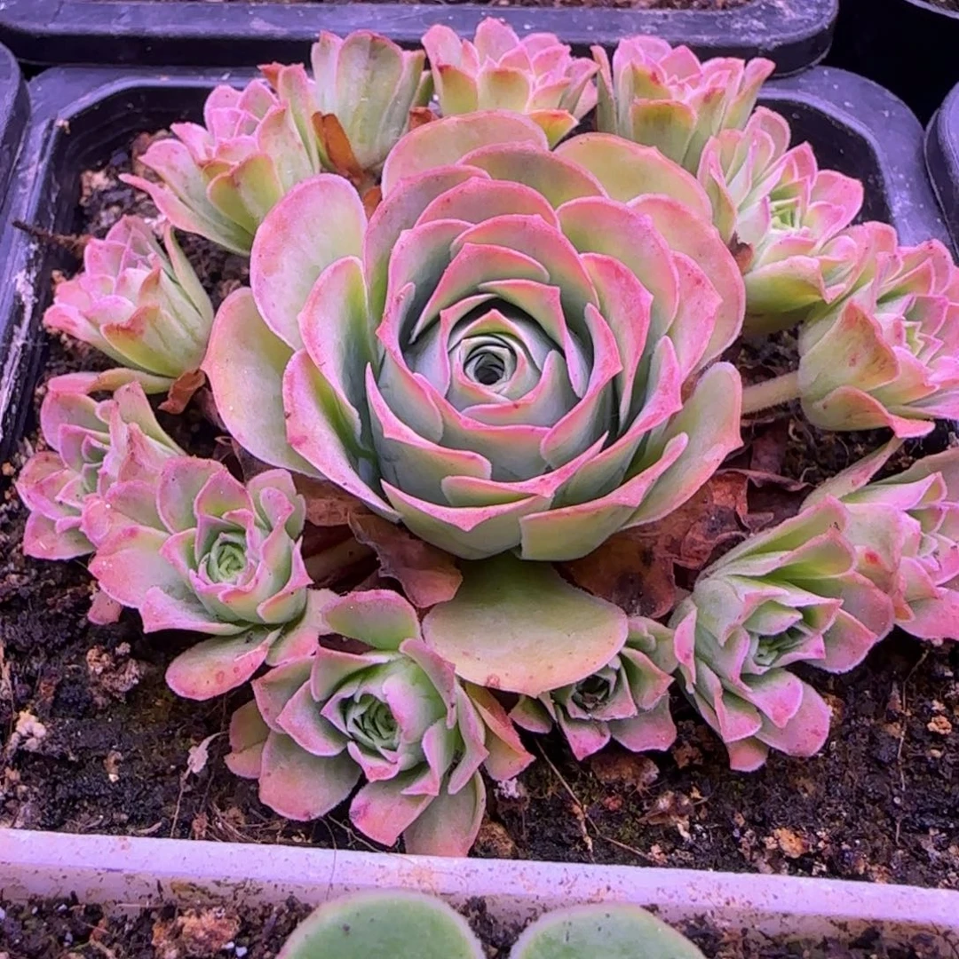 捧花玫瑰8厘米112424242424252