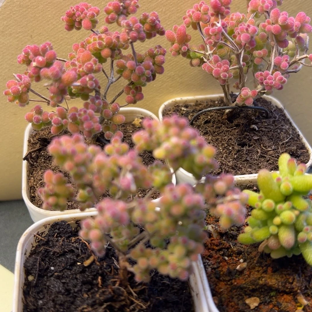 枝干 枝干 枝干 枝干