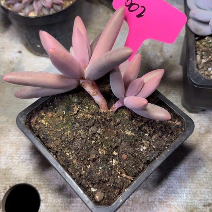 002盐花新号福利价