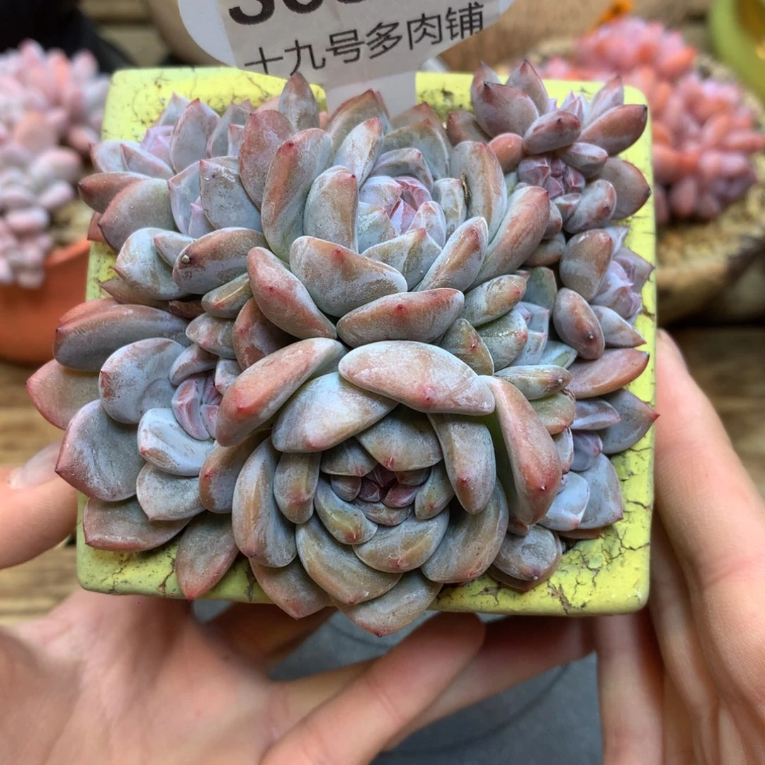 S0881 星影10头小脸 9cm 开播福利